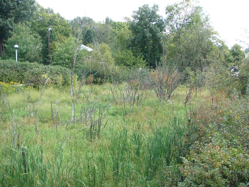 Western Michigan [2009] 417.JPG - Scenes from Frederik Meijer Gardens & Sculpture Park.